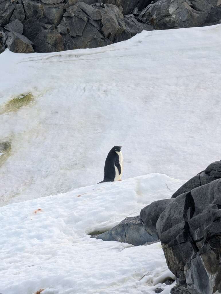 penguin in ice and snow